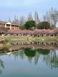 南京春日遊記！闖入現實版動漫賞櫻地