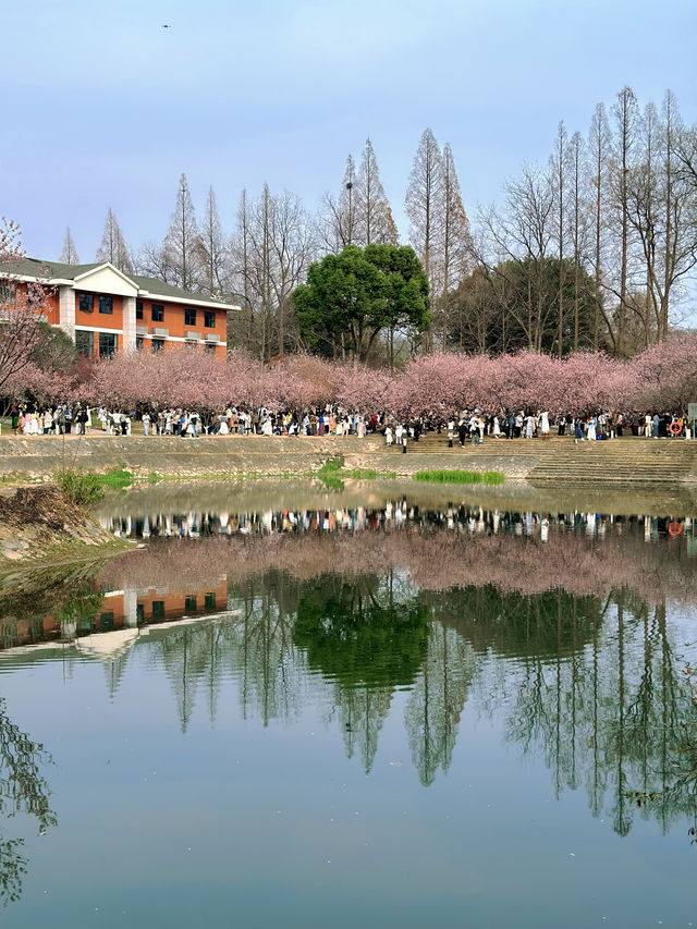 南京春日遊記！闖入現實版動漫賞櫻地