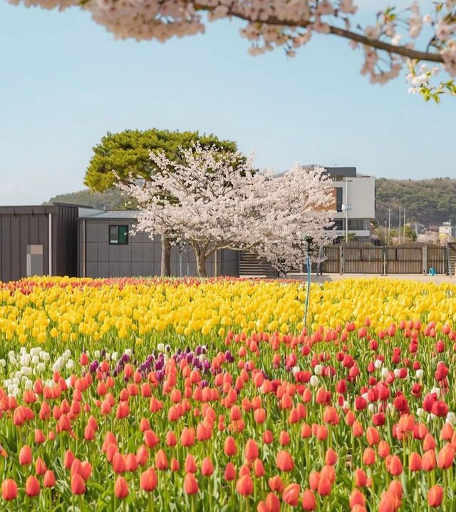 韓國賞鬱金香地圖，4月的浪漫非你莫屬