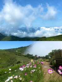 北京春日！妙峰山賞花