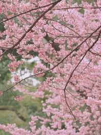 武漢大學櫻花城堡｜櫻花綻放的春日浪漫