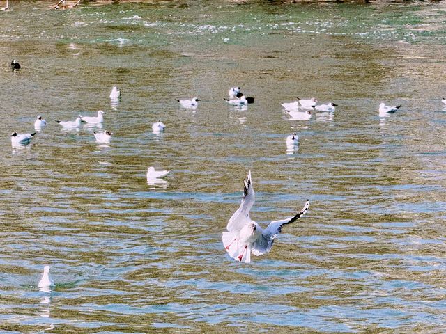 春日奇遇記 | 太原汾河公園的海鷗盛宴