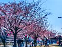 在日本四國德島中央公園欣賞櫻花
