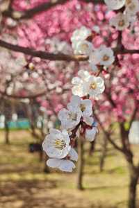 北京的春天 | 京城春日賞花漫遊指南。