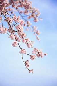春分の日に花を楽しむ