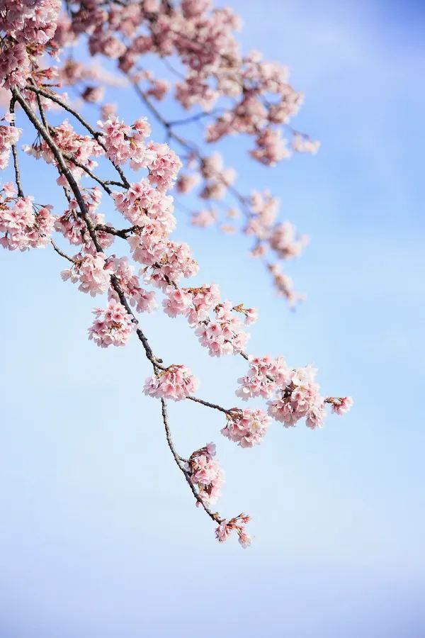春分の日に花を楽しむ