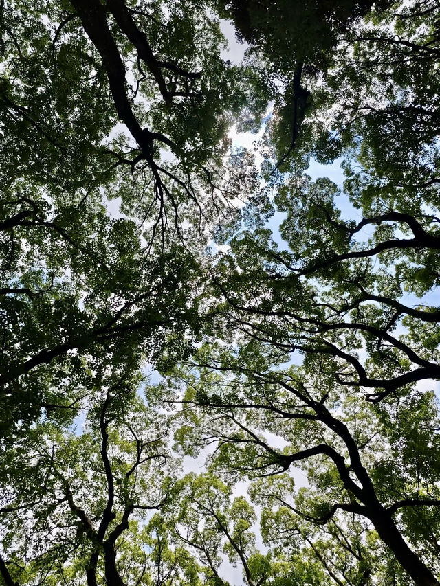 樹影搖曳：代代木的靜謐時光