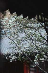 北京門頭溝潭柘寺｜古寺春色，一眼千年