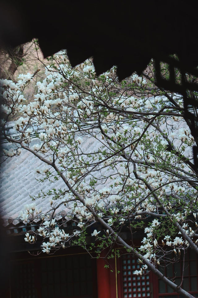 北京門頭溝潭柘寺｜古寺春色，一眼千年