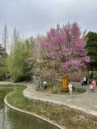Royal Blooms & Fleeting Petals: A Dual Dance of Peonies and Sakura at Wangcheng Park