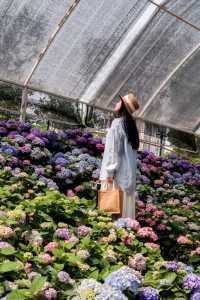東莞賞花｜油畫般嘅現實繡球花海