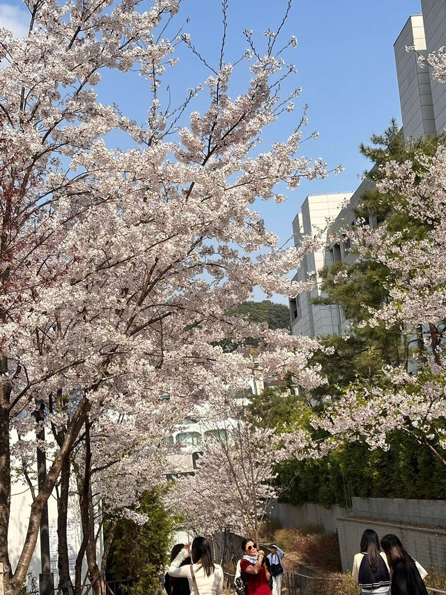 🌸愿你邂逅首爾櫻花盛開的絢爛時刻