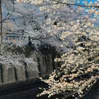 東京淺草寺賞櫻｜春天是個巨大的能量場