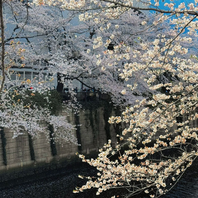東京淺草寺賞櫻｜春天是個巨大的能量場