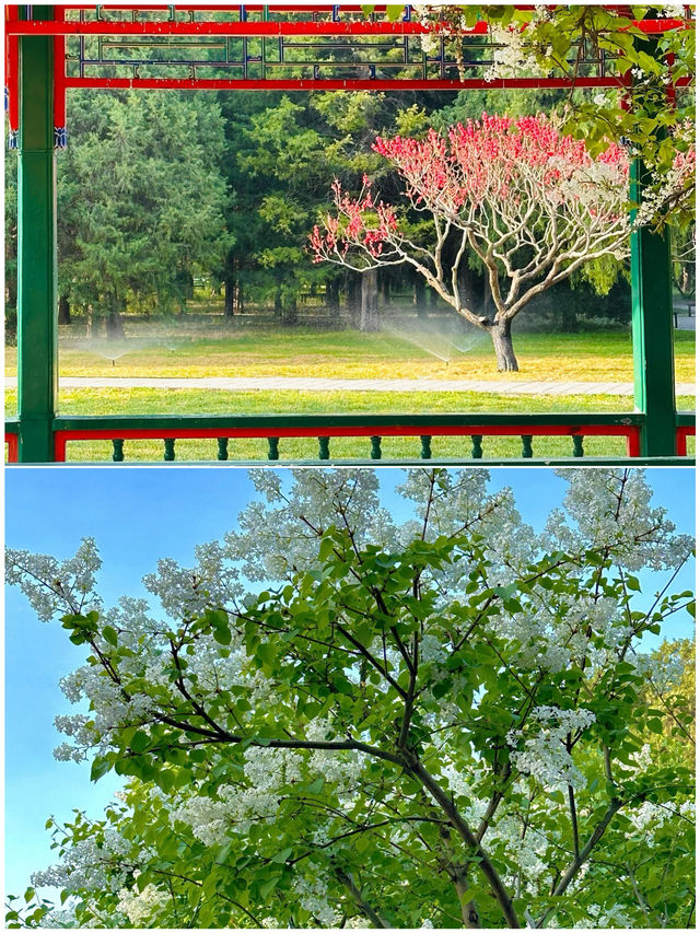 春天的北京，簡直是人間理想