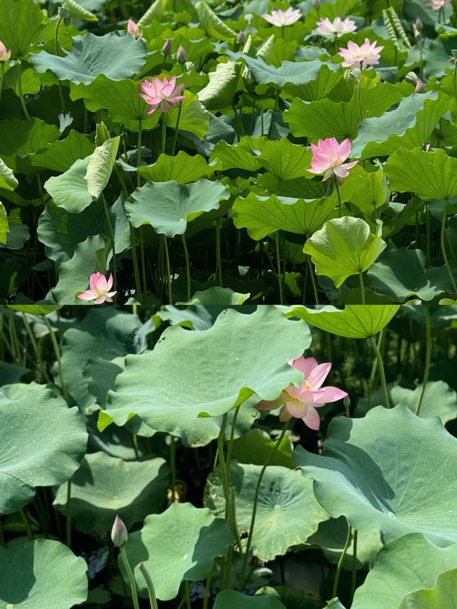 福建莆田綬溪公園，美到窒息！