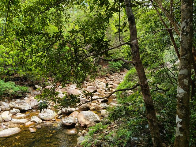 十萬大山國家森林公園