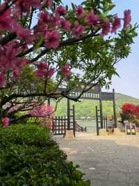 桃花影落，碧海潮生