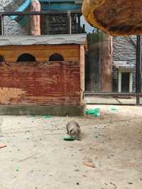 安吉嘉樂比萌寵樂園：超萌超可愛嘅毛茸茸小動物