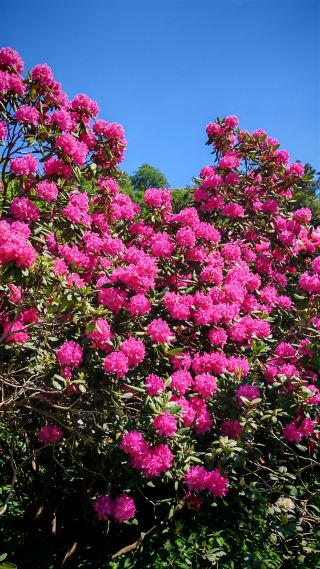Hidden Gem in Dresden: A One-Day Guide to the Rhododendron Sea