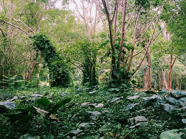Kunming Botanical Garden: A Botanical Paradise in Southwest China