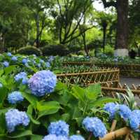 💙救命！中山公園的藍色繡球花直接美瘋我！！