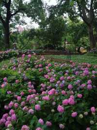 花情實況播報🌸閘北公園古風繡球秘境