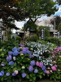 東京白山神社 | 繡球花的絕美盛宴