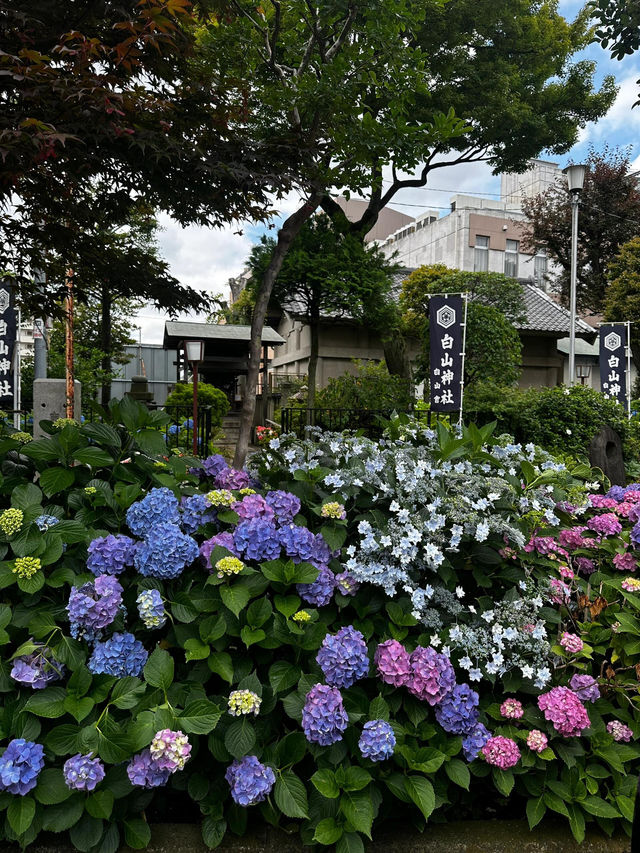 東京白山神社 | 繡球花的絕美盛宴