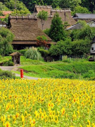 Miyama Town | Step into a Fairytale Sunflower Field