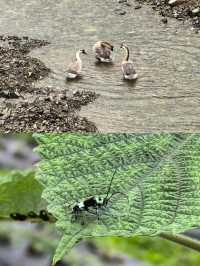 【貴州私藏｜雷山縣避世苗寨，闖進活態的千年文化密碼】