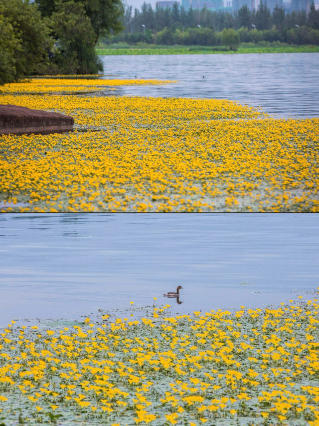 西昌邛海荇菜花觀賞攻略 | 邂逅金色花海