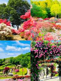 日本茨城｜藏喺東京近郊嘅夢幻花海，早春就應該咁粉紅