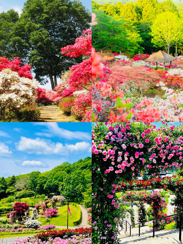日本茨城｜藏喺東京近郊嘅夢幻花海，早春就應該咁粉紅