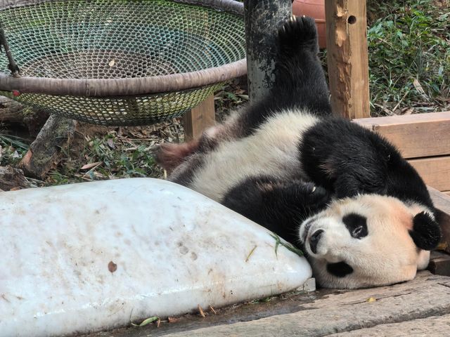 9年熊貓粉絲嘅廣州長隆熊貓攻略！超驚喜！