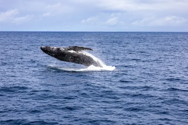 10-Day Australia Adventure: Your Ultimate Guide