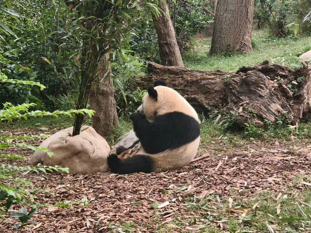 都江堰3天2晚懶人攻略