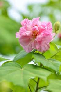 風過木芙蓉，如詩如畫的絕美秋色