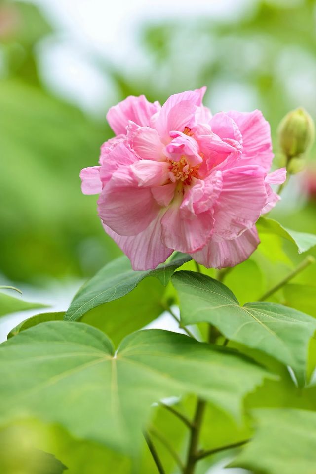 風過木芙蓉，如詩如畫的絕美秋色