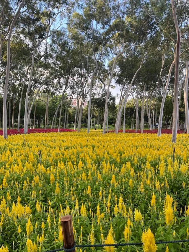 廈門忠崙公園賞花+住宿全攻略 | 錦江之星品尚伴你愜意秋遊
