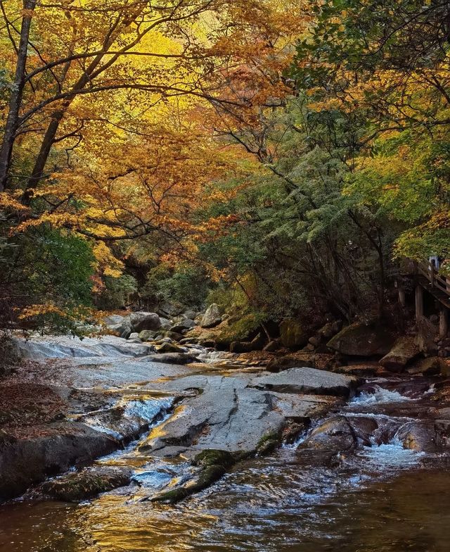 開始期待米倉山的紅葉了