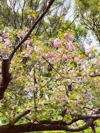 🌸 Throwback | Tokyo Sakura Chronicles: Where Temples & Parks Dance in Pink! 🌸