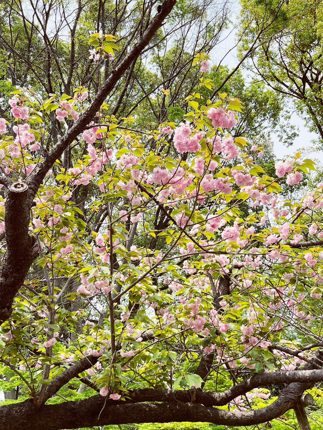 🌸 Throwback | Tokyo Sakura Chronicles: Where Temples & Parks Dance in Pink! 🌸 🌸 Throwback | Tokyo Sakura Chronicles: Where Temples & Parks Dance in Pink! 🌸