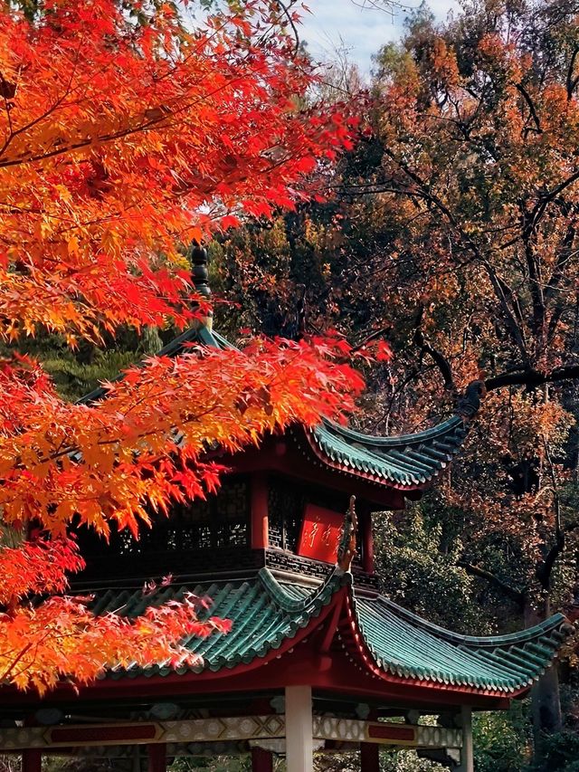 紅牆金瓦撞上滿山紅葉岳麓書院美到窒息！山頂俯瞰長沙城景絕