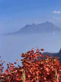 秋染天子峪紅黃配！！！