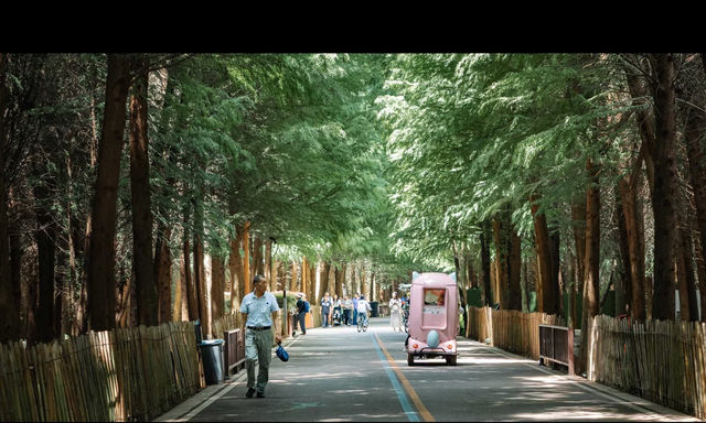 昆明被大部分人忽略的水杉公園 | 本地人私藏