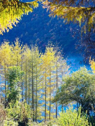The upcoming Chengdu, you absolutely cannot miss this colorful forest route