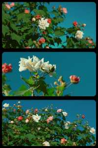 秋天屬於木芙蓉昆山市區的芙蓉花