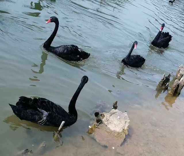 遵義賞秋聖地天鵝湖人民公園保姆級打卡攻略 遵義賞秋聖地天鵝湖人民公園保姆級打卡攻略