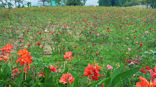 上海薰衣草公園秋日限定|美人蕉綻放的浪漫花海 上海薰衣草公園秋日限定|美人蕉綻放的浪漫花海